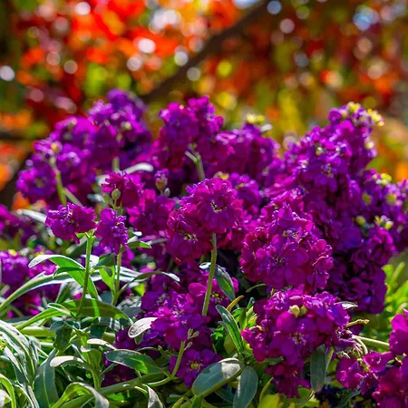 Eco House Cive Korcula Town